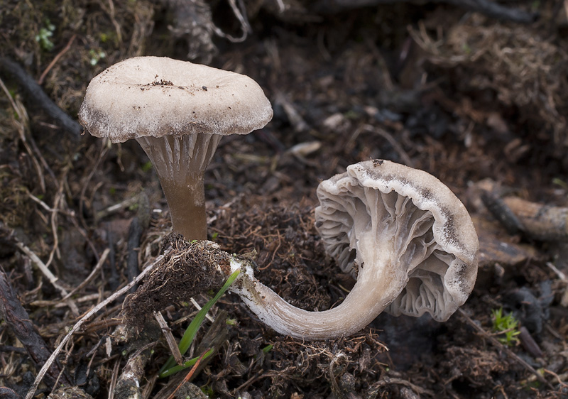 Omphalina griseopallida